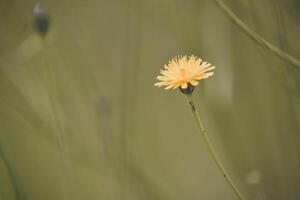 abeille sur fleur, patagonie, Argentine photo