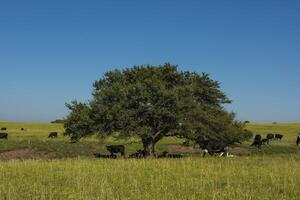 pampa plaine paysage et vaches, patagonie photo