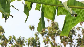 pupe de banane feuille rouleau erionota thrax blesser sur banane feuille photo