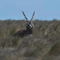 Masculin daim noir antilope dans pampa plaine environnement, la la pampa province, Argentine photo