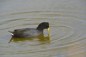 rouge devant foulque en mangeant dans une lagune, patagonie, Argentine photo