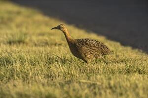 rouge ailé tinamou, rhynchotus rufescens, la la pampa Province , Argentine photo