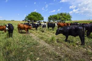 vaches nourris avec herbe, pampa, patagonie, Argentine photo