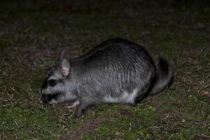 vizcacha , lagostomus maximus, el palmaire nationale parc , entre rios province, Argentine photo