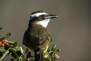 génial Quiquivi, pitangu sulphuratus, calden forêt, la pampa, Argentine photo