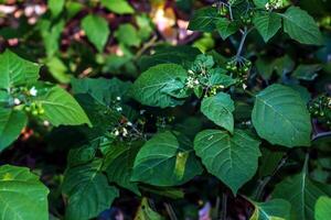 solanum Nigrum est un ériger, très ramifié annuel plante croissance autour 60 cm grand. le plante est récolté de le sauvage pour local utilisation comme une nourriture et médicament. solanum nigrum, le européen noir morelle photo