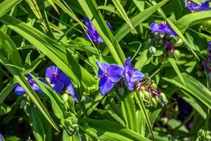 violet à trois pétales fleurs de le araignée la toile tradescantia virginiana l. herbacé vivace plante. le tradescantia fleur fleurit sur une Contexte de vert feuillage sur une ensoleillé journée. photo