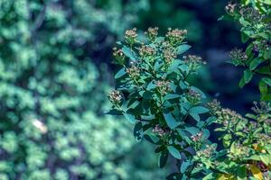 spiraea ferganensis ou reine des prés. délavé branches de une plante dans été. sec fleur pétales. photo