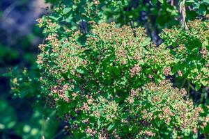 spiraea ferganensis ou reine des prés. délavé branches de une plante dans été. sec fleur pétales. photo