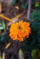 plante feuilles et fleurs dans Pakistan sur 2023-12-12 photo