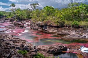 cano cristaux est une rivière dans Colombie cette est situé dans le sierra de la Macarena, dans le département de méta. il est pris en considération par beaucoup comme le plus magnifique rivière dans le monde photo