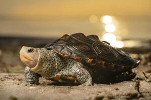 fleuri Diamondback tortue, malaclemys terrapin macropilote photo