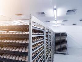 poulet des œufs dans le chariot, sont des œufs cette sont prêt à être éclos dans le couvoir. temporaire Oeuf Stock conteneurs. des œufs stockages sur le salle de refroidissement. photo