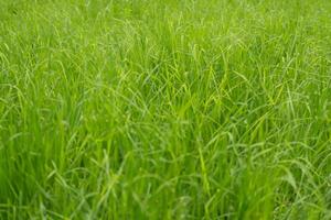 générer sublime Danse de herbe avec rosée, exposé à lumière dans le glorieux matin, prestidigitation une serein tapisserie de la nature éveil embelli image photo