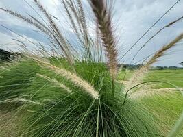 lomandra cylindrica est une magnifique vert plante photo