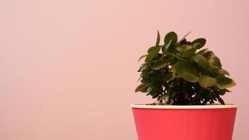 une petite plante verte dans un pot de fleur rose contre le mur, peint en violet. beau fond délicat et lumineux avec espace de copie. fleur verte, arbre d'argent avec fond de mur rose. photo