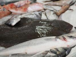 poisson marché Frais poisson Aveiro le Portugal photo