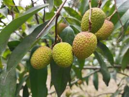 avantages de en mangeant litchi garde des os en bonne santé litchi contient magnésium, phosphore, fer, manganèse et cuivre. ... bénéfique pour reins il est important à garder un œil sur le nourriture à garder le rein photo