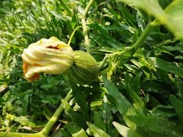 avantages de en mangeant sucré citrouille sucré citrouille est très efficace dans stimulant le du corps immunitaire système par empêcher maladies. ... réduit haute du sang pression gens avec haute du sang pression pouvez manger photo