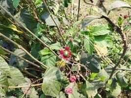 rouge fleurs sur une plante contre une bleu ciel photo