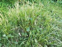 une herbeux zone avec grand herbe et certains les plantes photo