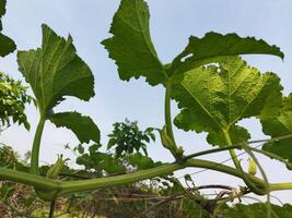 par en mangeant citrouille légumes verts, vous pouvez avoir débarrasser de beaucoup maladies comprenant Diabète contrôle, œil problèmes. nous allons connaître le avantages de sucré citrouille légumes verts - peau éclaircissant citrouille riches dans vitamine une et c photo