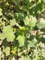 avantages de hagra arbre hagra feuille jus est très bénéfique pour cheveux problèmes. sec le feuilles de cette hagar poudre et mélanger il avec 2 cuillères de mon chéri chaque nuit et manger il régulièrement, il volonté avantage y photo