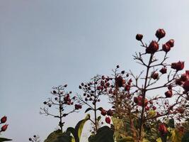 rouge fleurs sur une plante contre une bleu ciel photo