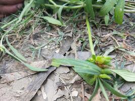 une main en portant une plante dans de face de une champ photo