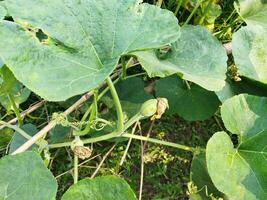 par en mangeant citrouille légumes verts, vous pouvez avoir débarrasser de beaucoup maladies comprenant Diabète contrôle, œil problèmes. nous allons connaître le avantages de sucré citrouille légumes verts - peau éclaircissant citrouille riches dans vitamine une et c photo