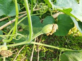 par en mangeant citrouille légumes verts, vous pouvez avoir débarrasser de beaucoup maladies comprenant Diabète contrôle, œil problèmes. nous allons connaître le avantages de sucré citrouille légumes verts - peau éclaircissant citrouille riches dans vitamine une et c photo