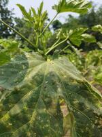 concombres contenir haute les niveaux de antioxydants cette détruire cancérigène cellules et Aidez-moi guérir le maladie. il travaux très bien dans asthme. Fenugrec est utilisé comme médicament dans à base de plantes traitement de le les maladies photo