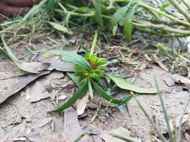 une main en portant une plante dans de face de une champ photo