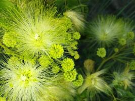 une plante avec blanc fleurs et vert feuilles photo