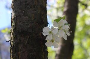 doux inflorescence sur arbre tronc fermer vue photo