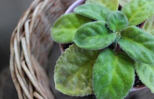 fait maison osier pot avec Jeune décoratif plante avec succulent poilu feuilles extrême fermer Stock image photo