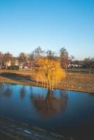 d'or saule reflète sur le remous canaliser, apportant le dernier des moments de l'automne à une fermer. la nature de hust, Pays-Bas photo