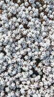 une champ de blanc coton fleurs épanouissement gracieusement photo