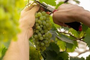 proche en haut de vigneron mains collecte grain de raisin dans vignoble ouvert air pendant le coucher du soleil. biologique Accueil jardinage et cultivation de verdure concept. localement grandi Frais des fruits photo