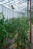 verre serre avec vert buisson de brut grandi tomates agriculture. Cerise tomates maturité sur pendaison tige dans serre. éco amical végétalien nourriture produire photo