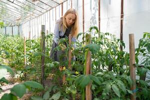 agriculteur femme inspecter vert tomates dans Accueil jardin serre. concept de localement grandi biologique des légumes nourriture produire. durable petit affaires dans agriculture photo