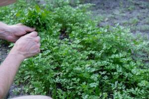 homme mains récolte vert herbes dans Extérieur jardin. concept de en bonne santé en mangeant fait maison verdure des légumes. saisonnier campagne chalet coeur vie. ferme produire photo