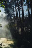 magnifique fumée brouillard dans des arbres forêt. rayons de soleil par Matin brume. magique brumeux forêt ou parc. Profond ombres de lumière du soleil photo