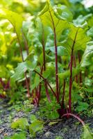 betterave légume les plantes dans vert jardin lit proche en haut. concept de en bonne santé fait maison biologique cultivation agriculture photo