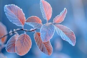 couvert de givre feuilles sur une rapide hiver Matin photo