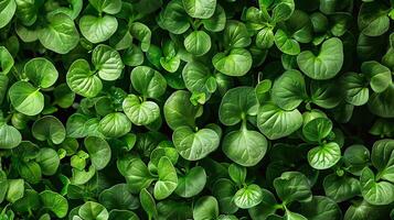luxuriant microgreen texture pour culinaire, santé, et respectueux de la nature arrière-plans, idéal pour nourriture et durabilité thèmes photo