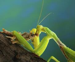 mante verte mange une sauterelle photo