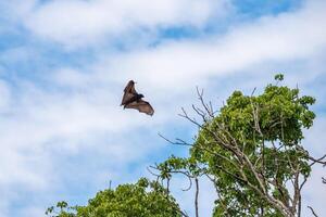 en volant renards dans le arbre photo