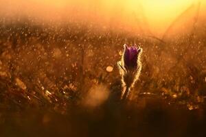 printemps pluie dans la nature. magnifique coup de fleurs sur Prairie à le coucher du soleil dans pluvieux journée. pasque fleur pulsatille grandiose. photo