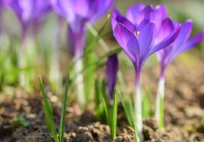 printemps fleurs. magnifique coloré premier fleurs sur Prairie avec Soleil. crocus romance Jaune - crocus chrysanthème - crocus Tommasinien - crocus Tommasini. photo